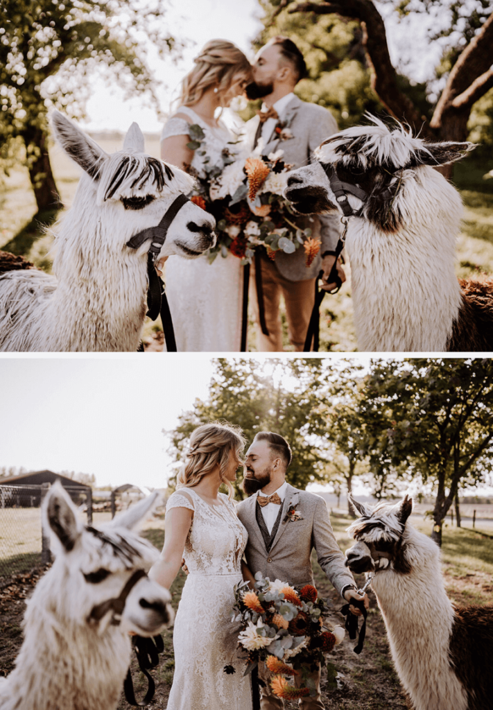 Hochzeit Alpakas