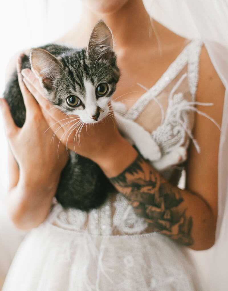 Hochzeit mit Katze