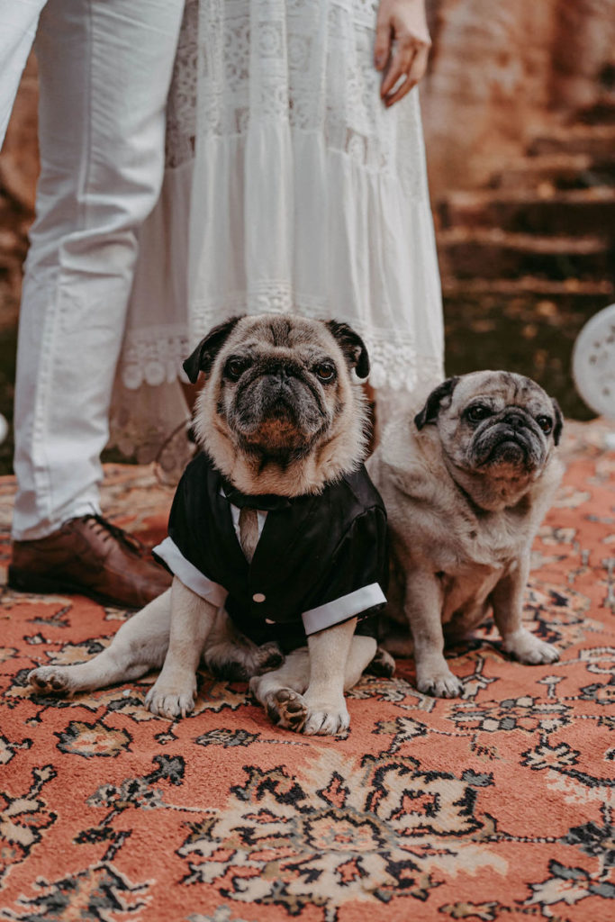 Hochzeit Hunde